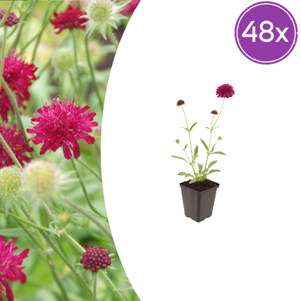 Knautia macedonica - Korona łąkowa - ↕10-25cm - Ø9cm