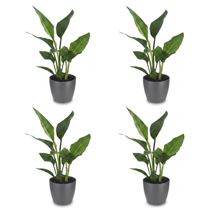 Strelitzia Reginea - Paradijsvogelplant - 4x - met Potter Grijs - Pot 12cm - Hoogte 35cm