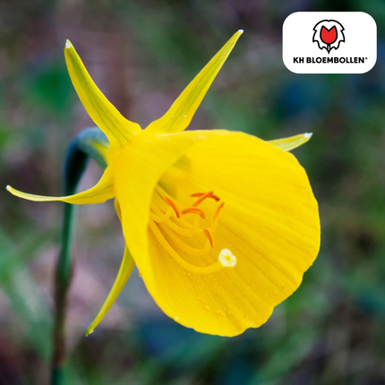 Clochettes dorées Narcisses 25 pièces