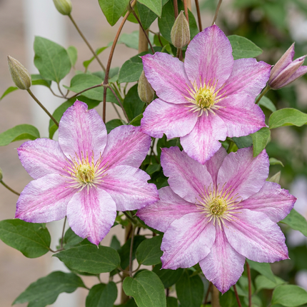 Clematis Piilu - Bosrank 6x - Wit - Roze - Klimplant - Ø9cm - ↕35cm