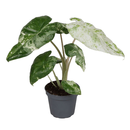 Alocasia Odora Variegata - Bonte reuzentaro - Groen - Variegata - Tropisch - Ø6cm - ↕15cm