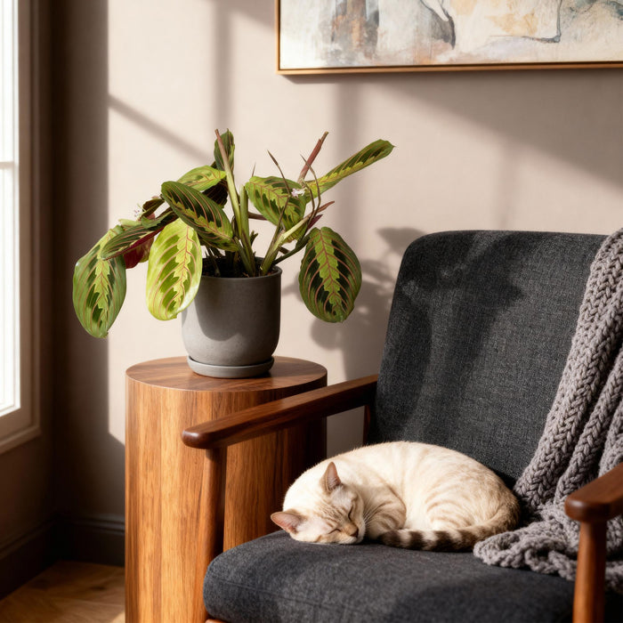 Maranta Fascinator Tricolour - Gebedsplant - ↕30-35cm - Ø12cm - 4x