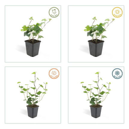 Hedera Hibernica - ↕10-25cm - Ø9cm - 48x
