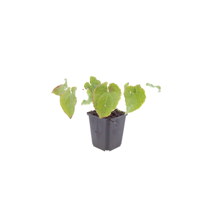 Epimedium perralchicum 'Frohnleiten' - Elfenbloem - ↕10-25cm - Ø9cm - 24x
