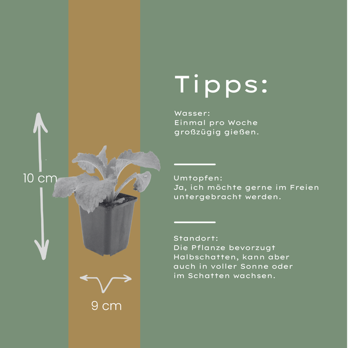 24x Digitalis purpurea - ↕10-25cm - Ø9cm