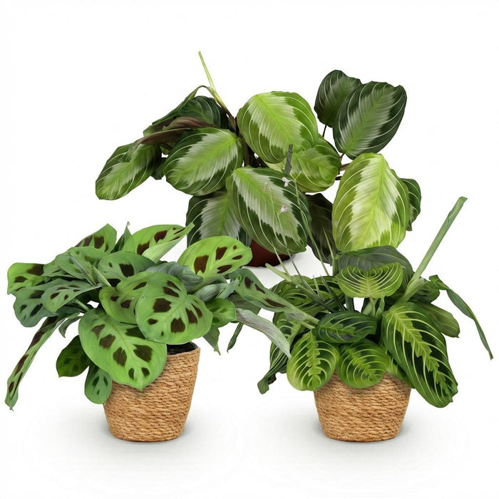 Marantha Silverband, Marantha Lemon Lime Marantha Kerchoveana - Gebedsplant - met Mand - ↕25cm - Ø12cm - 3x