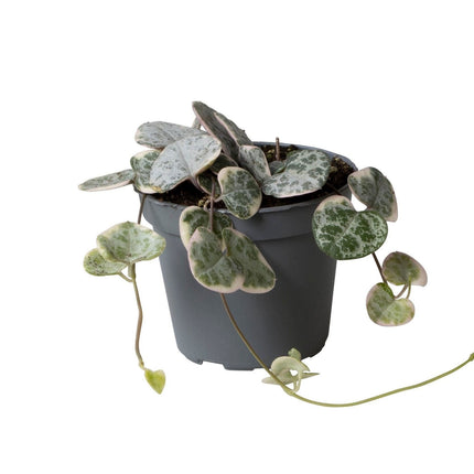Ceropegia Woodii Variegata - Bonte rozenketting - Grijs - Groen - Beige - Tropisch - Ø6cm - ↕5cm