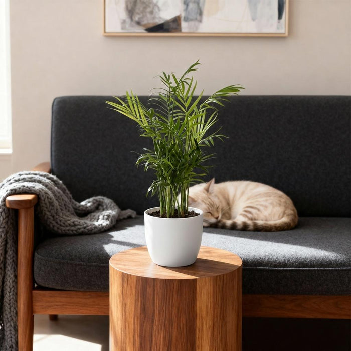 Chamaedorea elegans - Golden Palm - with white plant pot - ↕15cm - Ø12cm