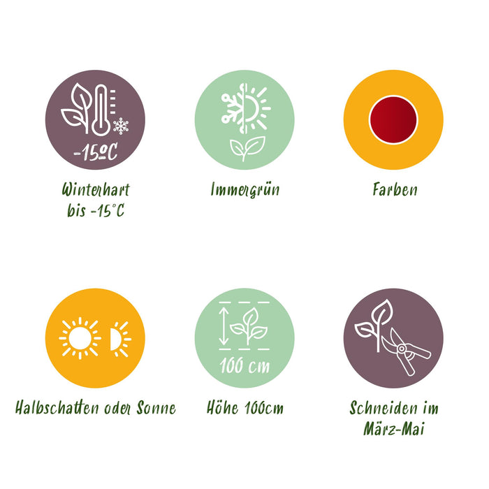 Leucothoe Little Flame - Rood - 1 Plant - Groenblijvend - Weinig Onderhoud - Pot 17cm Hoogte 40cm