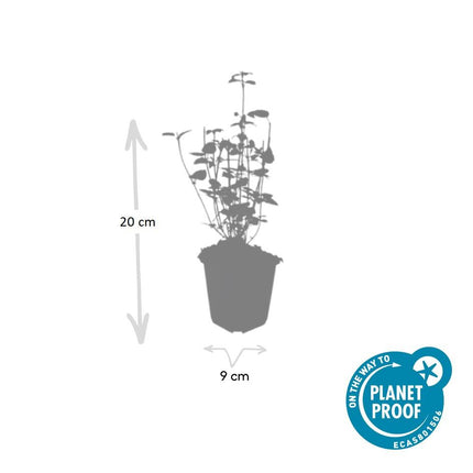 Agastache 'Black Adder' - Pianta di liquirizia - ↕10-25cm - Ø9cm - 48x