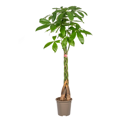 Pachira Aquatica - Money Tree - ↕120-140cm - Ø24cm