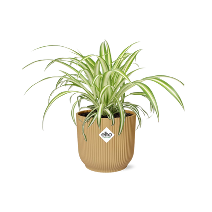 Chlorophytum Comosum Variegate en amarillo elho Vibes Fold - ↕10-20cm - Ø14cm