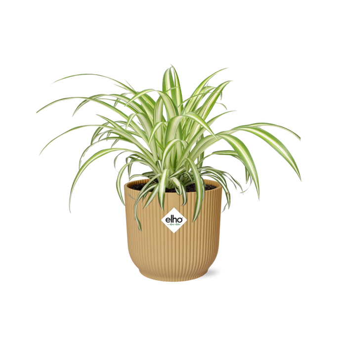 Chlorophytum Comosum Variegatum in elho Vibes Fold Ø14cm geel