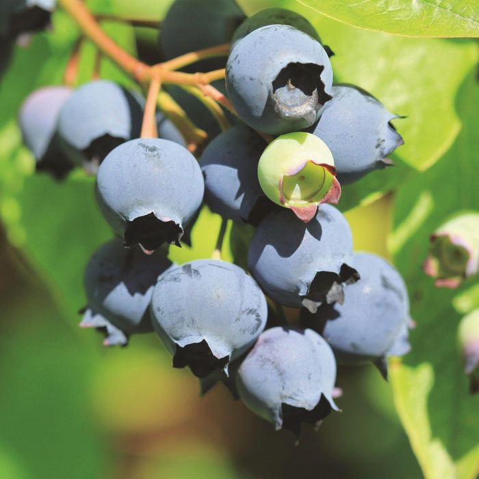 Vaccinium corymbosum Blåbær - Blåbær - Hårdfør - Blåbær - 2 planter - 15 cm potte - Højde 50 cm