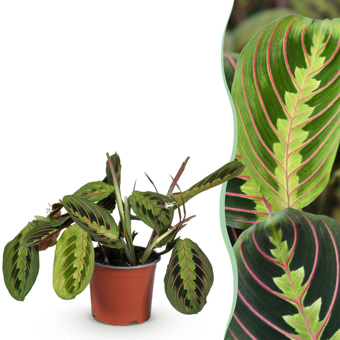 Maranta Fascinator Tricolour - Gebedsplant - ↕25cm - Ø12cm