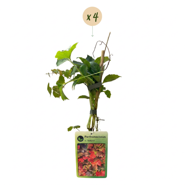 Parthenocissus tr. 'Veitchii Boskoop' - Wilde wingerd 4x - Geel - Groen - Klimplant - Ø9cm - ↕35cm