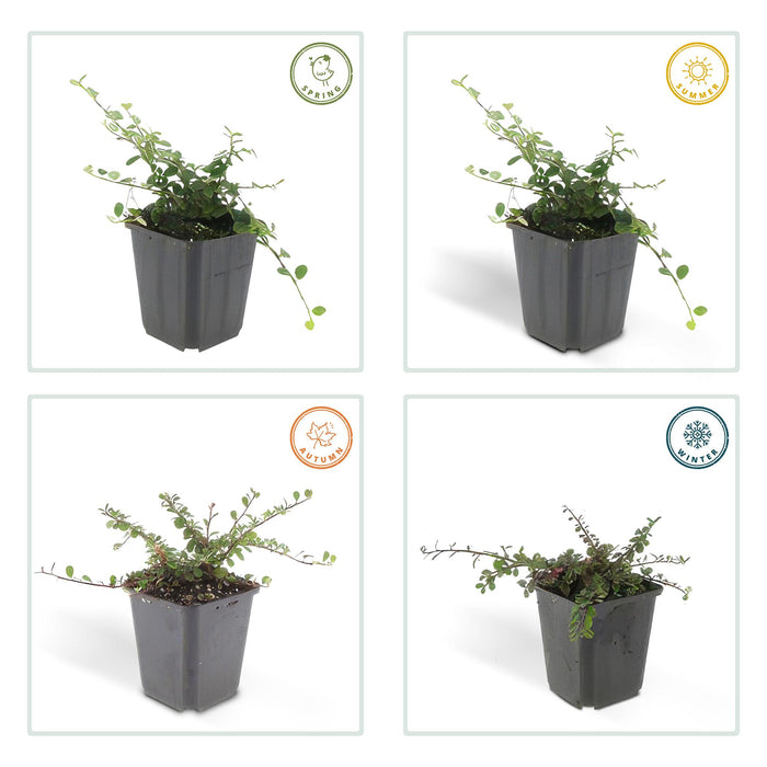 Cotoneaster pr. 'Queen of Carpets' - ↕10-25cm - Ø9cm - 24x