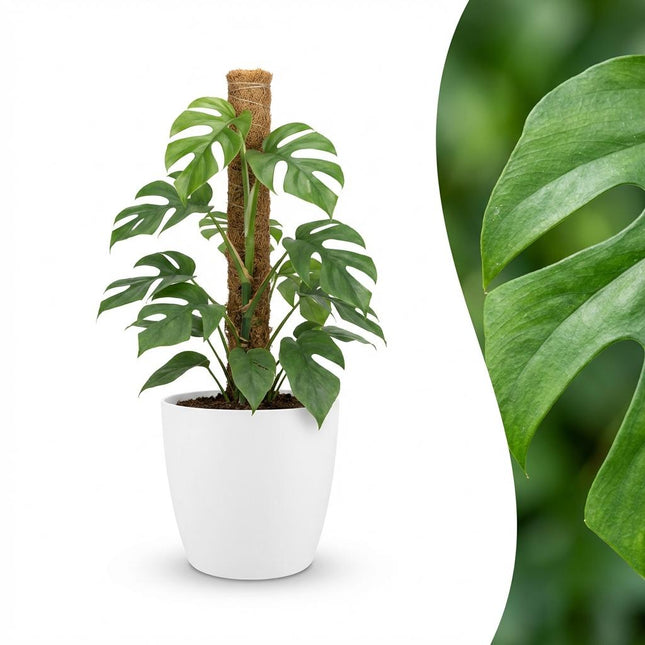 Monstera Minima Moss Pole - Roślina serowa szwajcarska - z białą doniczką - ↕90cm - Ø19cm