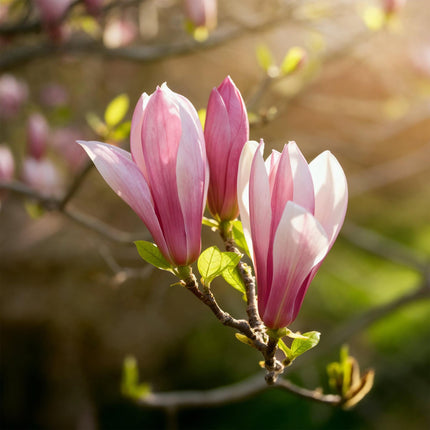 Magnolia Ricki - Fleur rouge - 1 plant - Caduc - Entretien facile - Pot de 12 cm - Hauteur : 30 cm