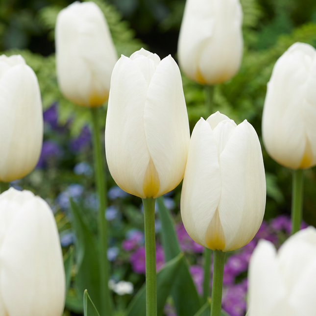 30x Tulipa Triumph White - Bloembollen - Triomftulp - Wit - Voorjaarsbloeier - Bolmaat 11/12