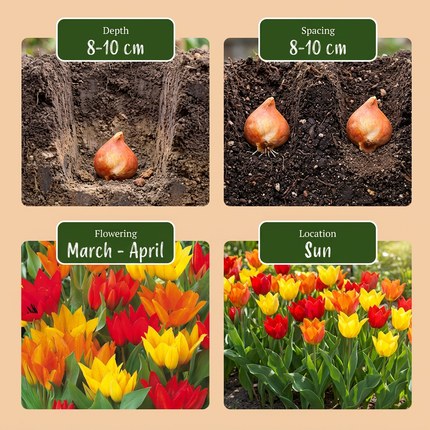 100x Tulipa Praestans Mix - Bloembollen - Tulipa Praestans Mengsel - Diversen - Voorjaarsbloeier - Bolmaat 8/9