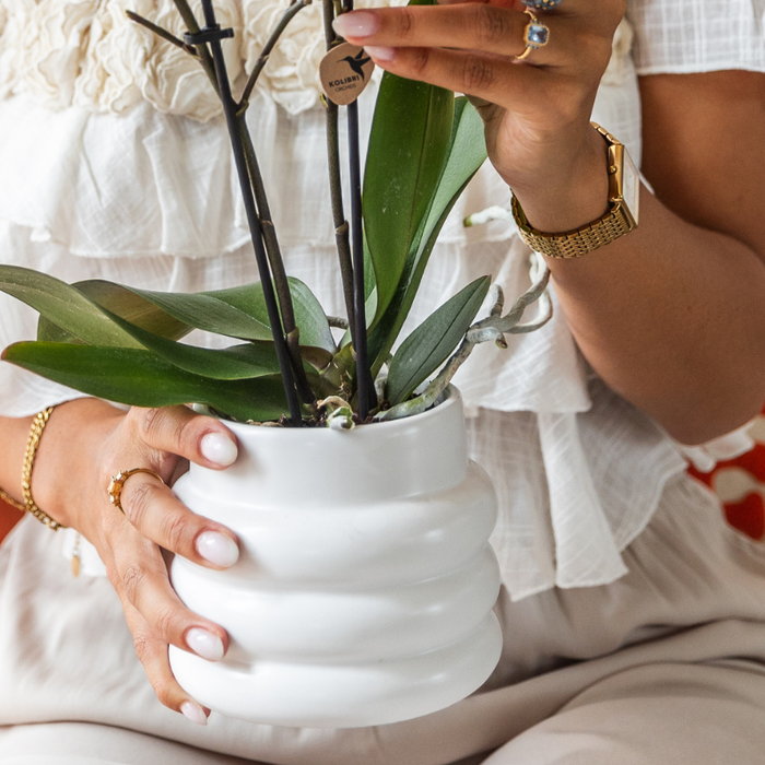 Kolibri Orchids | Giftset Large White | Gibraltar orchidee Ø9cm + groene planten – incl. sierpotten, standaard & rieten dienblad – vers van de kweker