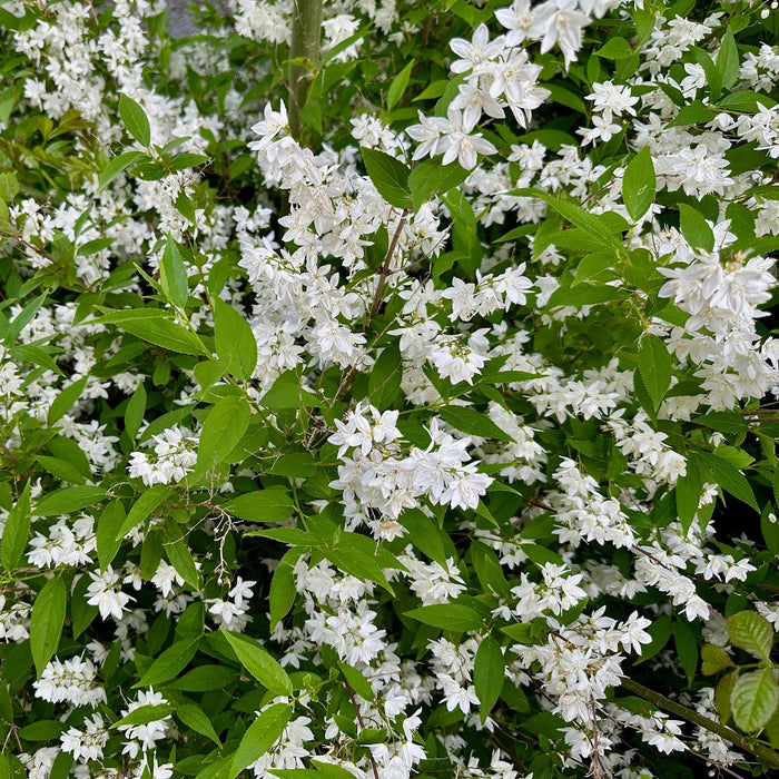 Heesters -  Deutzia Gracilis - Bloem Wit - 1 Plant - Bladverliezend - Weinig Onderhoud - Pot 17cm Hoogte 45cm
