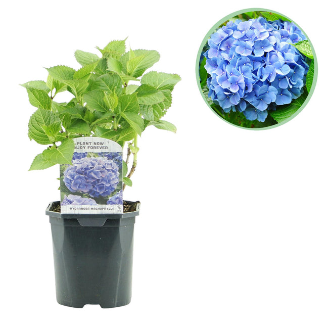 Hortensia - Hydrangea macrophylla Azul - Flor Azul - 1 Planta - Caducifolia - Bajo Mantenimiento - Maceta de 17 cm de diámetro y 30 cm de altura