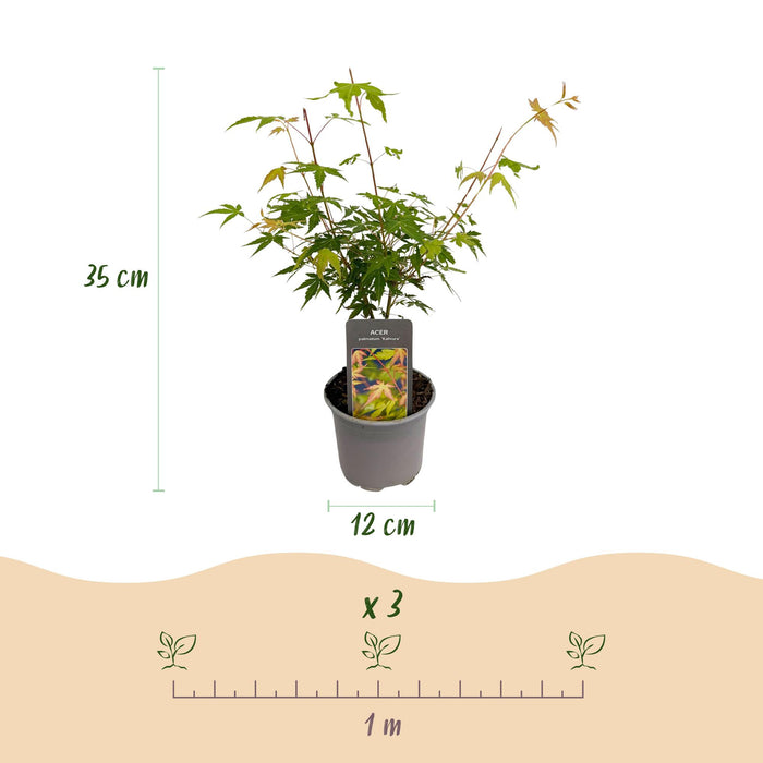 Japanse Esdoorn - Acer Palmatum Katsura - Oranje - ↕35cm - Ø12cm