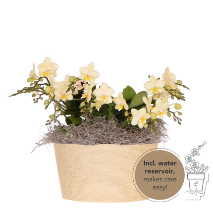 Kolibri Orchids | Gele Jungle Bouquet Botanic Yellow in Reed Basket