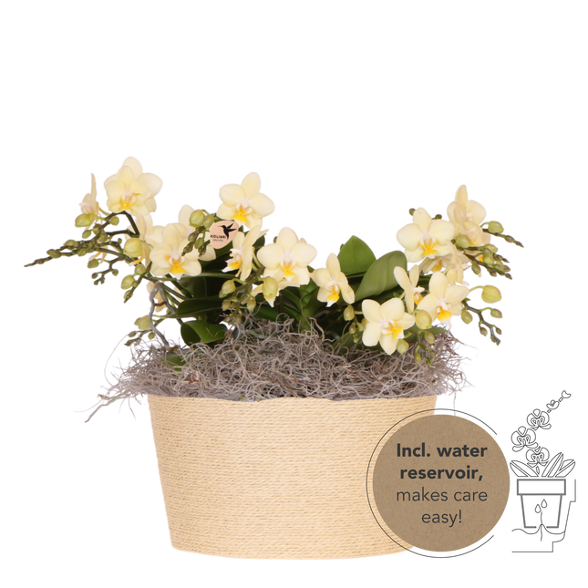 Kolibri Orchids | Gult djungelbukett botanisk gul i korg av vass