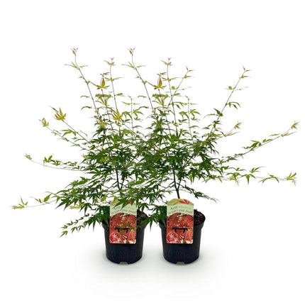 Japansk Ahorn - Acer palmatum Pink Dwarf - Pink - ↕70cm - Ø19cm - 2x