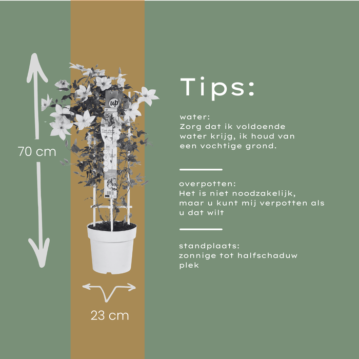 Clematis Garland Tsukiko - ↕70cm - Ø23cm