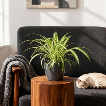 Chlorophytum comosum Variegatum - Variegated Spider Plant - with grey plant pots - ↕20cm - Ø12cm - 2x