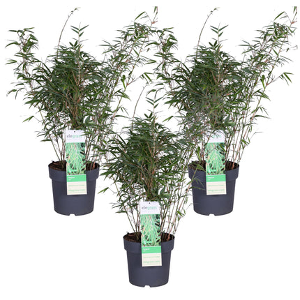 Fargesia rufa - Bamboe - ↕80cm - Ø23cm - 3x
