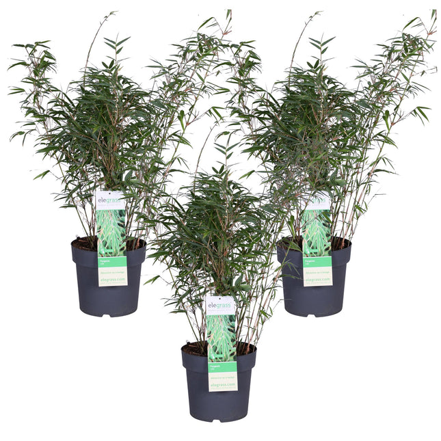 Fargesia rufa - ↨80cm - Ø23 - 3x