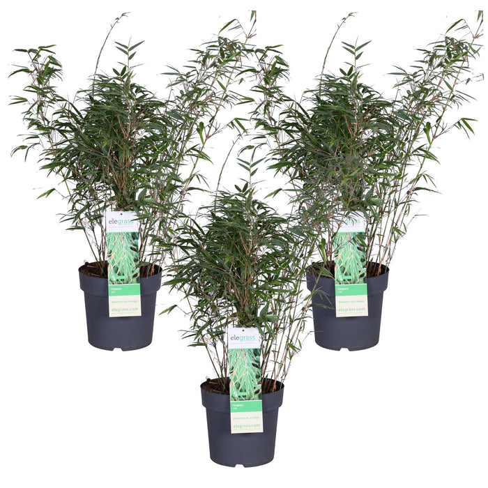 Fargesia rufa - Bamboe - ↕80cm - Ø23cm - 3x