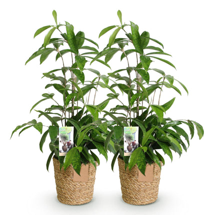 Dracaena surculosa – Drachenbaum – mit Korb – ↕60–70 cm – Ø17 cm – 2 Stück