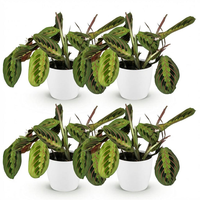 Maranta Fascinator Tricolor - Planta de oración - con macetas blancas - ↕25cm - Ø12cm - 4x