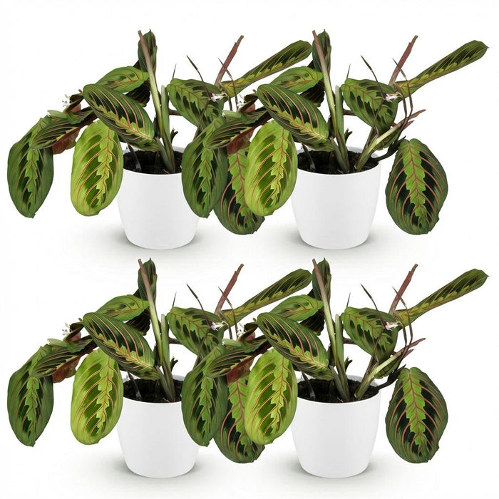 Maranta Fascinator Tricolour - Gebedsplant - met witte plantenpotten - ↕25cm - Ø12cm - 4x