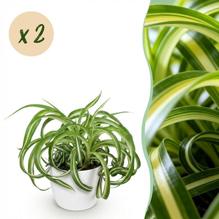 Chlorophytum comosum Bonnie - Curly Spider Plant - with white plant pots - ↕20cm - Ø12cm - 2x