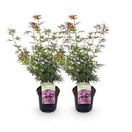 Japanese Maple - Acer palmatum Jerre Swarts - Dark Red - ↕70cm - Ø19cm - 2x