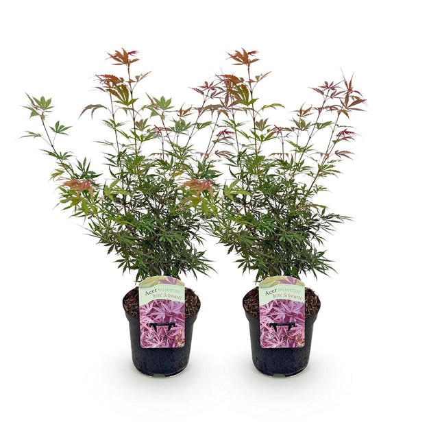 Japanese Maple - Acer palmatum Jerre Swarts - Dark Red - ↕70cm - Ø19cm - 2x