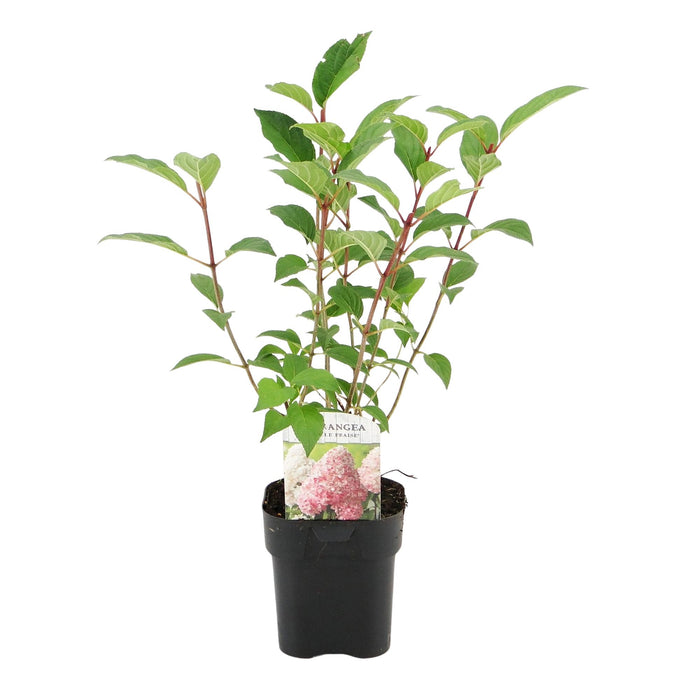 Pluim Hortensia - Hydrangea panniculata Vanille Fraise - Bloem Wit Roze  - 3 Planten 1 m2 - Bladverliezend - Grote Bloemen - Pot 17cm Hoogte 50cm