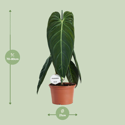 Philodendron Melanochrysum - ↕75cm - Ø21cm