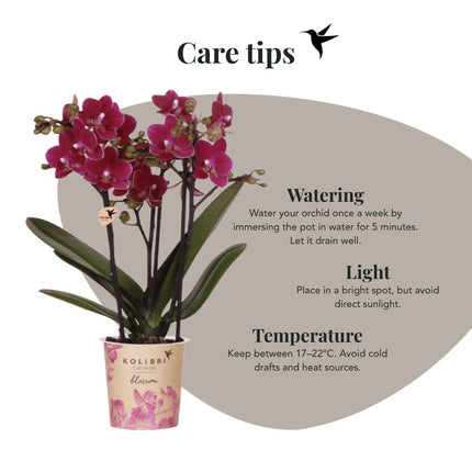 Kolibri Orchids | Combi Deal - 2 Paarse Phalaenopsis Orchideeën Blossom Chamonix - Ø9 cm