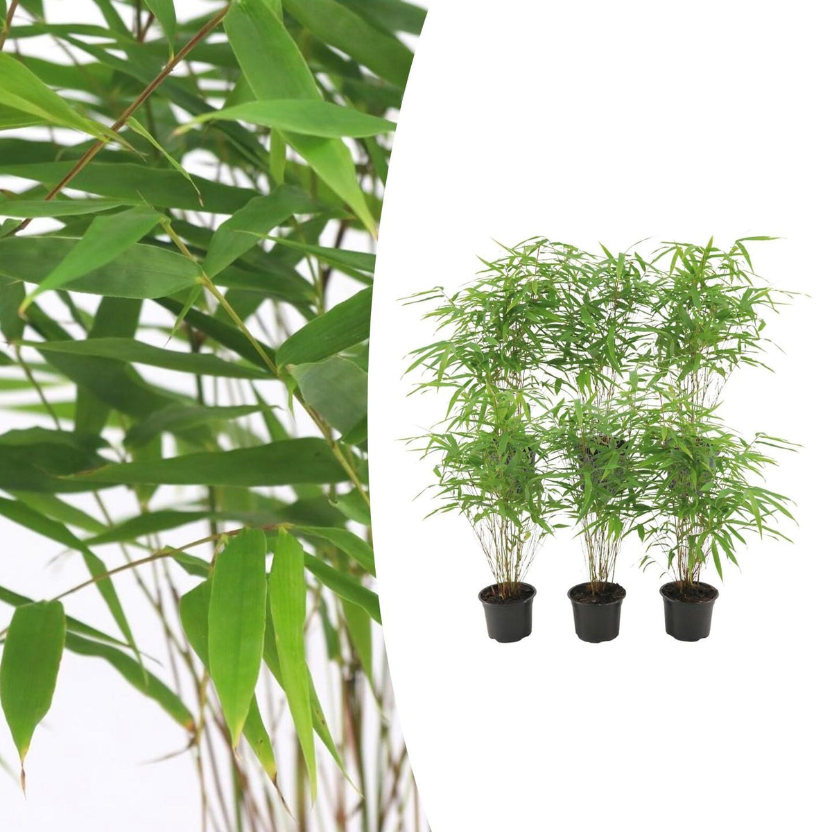 bambus nicht wuchernd kaufen Fargesia Rufa - Bambus - ↕25cm - Ø13 cm
