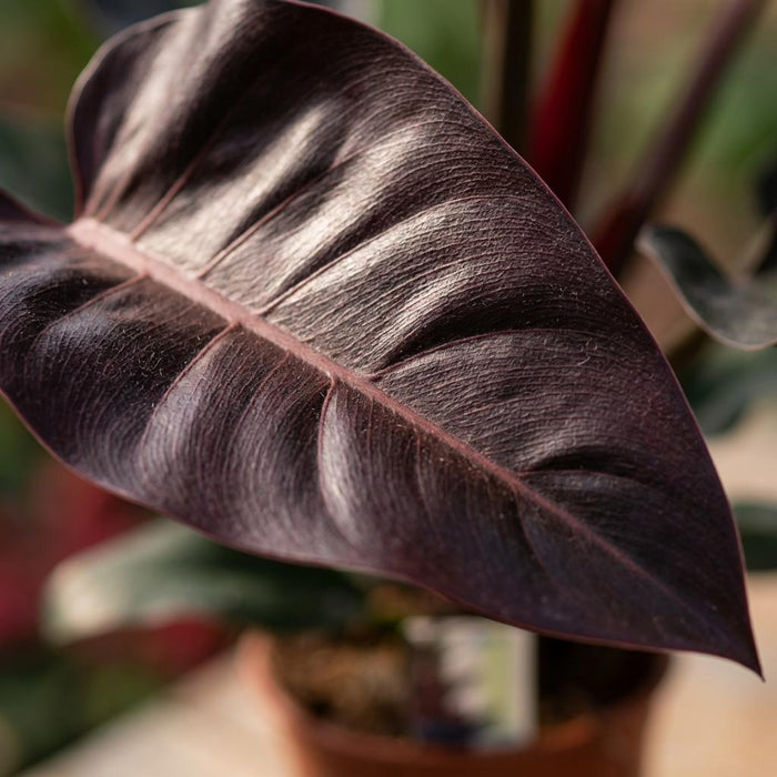 Philodendron Imperial Red - Rood - ↕60cm - Ø19cm