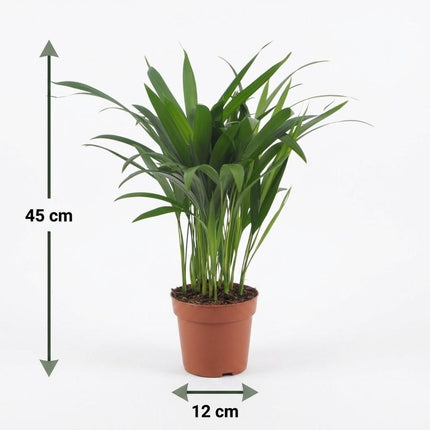 Areca Lutescens - Goudpalm - 4x - met Potter Wit - Pot 12cm - Hoogte - 45cm