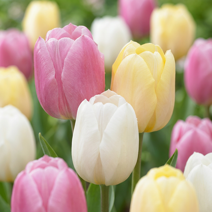 12x Tulipa Sorbet mix - Bulbes à fleurs - Tulipe Sorbet mix - Divers - Fleur de printemps - Calibre 11/12